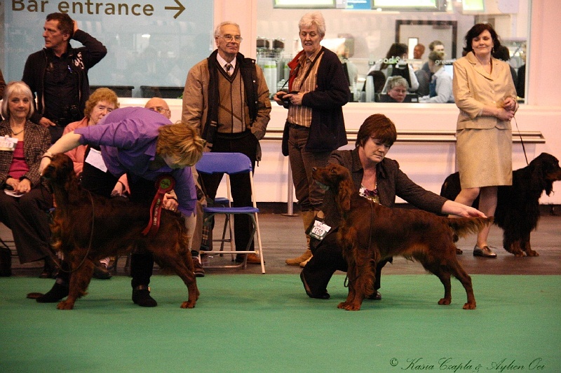 Crufts2011_2 199.jpg